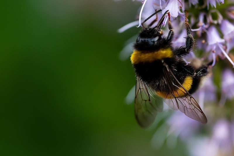 Pollinator-Friendly Gardens