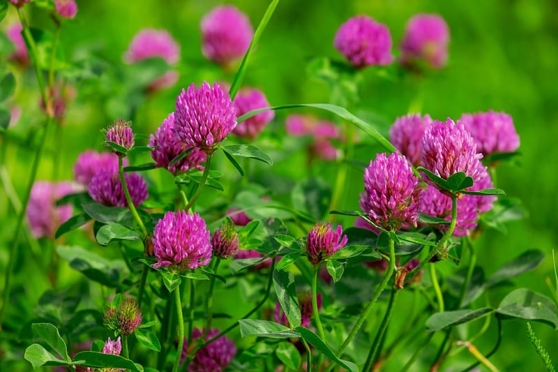 Wildflower Meadows